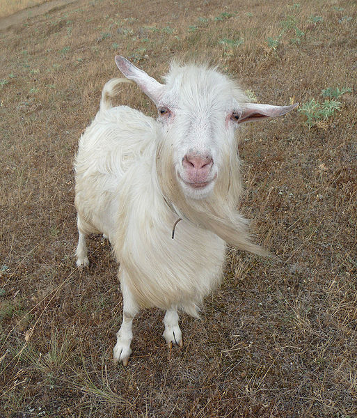 domestic-goat-wiki.jpg