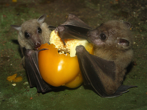Image result for bats diet